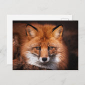 Red Fox Wild Woodland Animal Briefkaart (Voorkant / Achterkant)