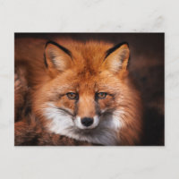 Red Fox Wild Woodland Animal