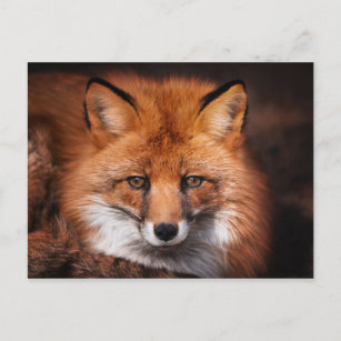 Red Fox Wild Woodland Animal Briefkaart
