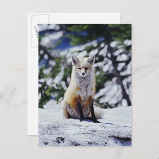 Red Fox zit op sneeuwbank, Vulpes, Mt. Briefkaart (Voorkant / Achterkant)