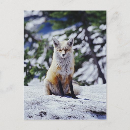 Red Fox zit op sneeuwbank, Vulpes, Mt. Briefkaart (Voorkant)