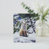 Red Fox zit op sneeuwbank, Vulpes, Mt. Briefkaart (Staand voorkant)