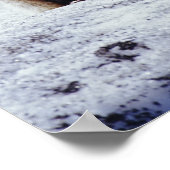 Red Fox zit op sneeuwbank, Vulpes, Mt. Poster (Hoek)