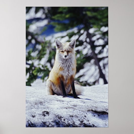 Red Fox zit op sneeuwbank, Vulpes, Mt. Poster (Voorkant)
