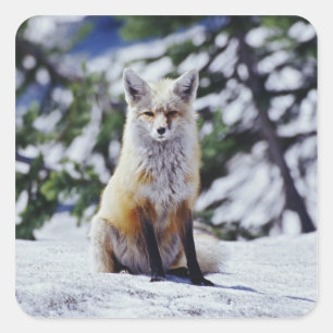 Red Fox zit op sneeuwbank, Vulpes, Mt. Vierkante Sticker
