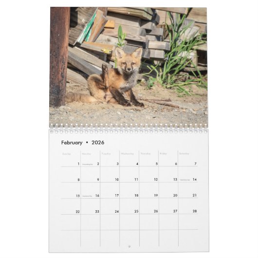 Red Foxes 2026 Kalender (Feb 2026)