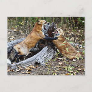 Red Foxes - Brotherly Love Briefkaart
