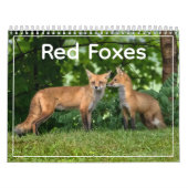 Red Foxes Calendar Kalender (Hoes)