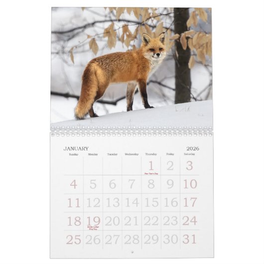 Red Foxes Calendar Kalender (Jan 2026)