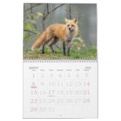 Red Foxes Calendar Kalender (Mar 2026)