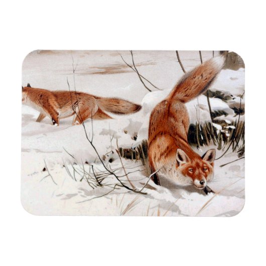 Red Foxes in the Winter Snow (by Wilhelm Kuhnert) Magneet (Horizontaal)
