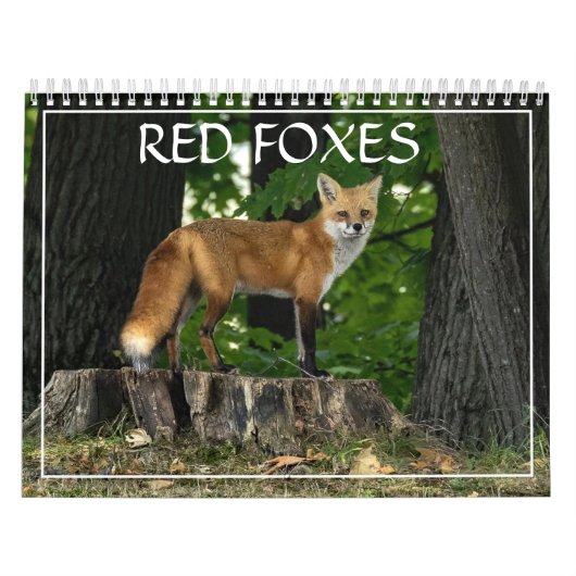 Red Foxes Kalender (Hoes)