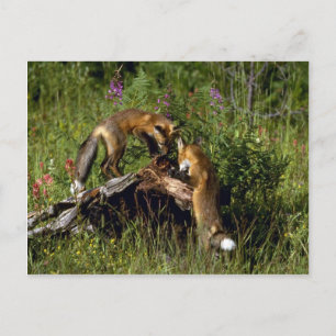 Red Foxes-kits Briefkaart