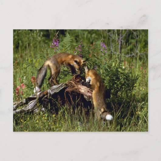 Red Foxes-kits Briefkaart (Voorkant)