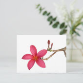 Red Frangipani Briefkaart (Staand voorkant)
