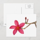 Red Frangipani Briefkaart (Voorkant / Achterkant)