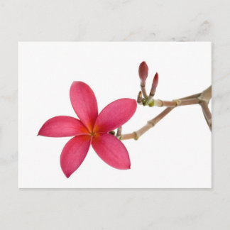 Red Frangipani Briefkaart