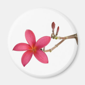 Red Frangipani Magneet