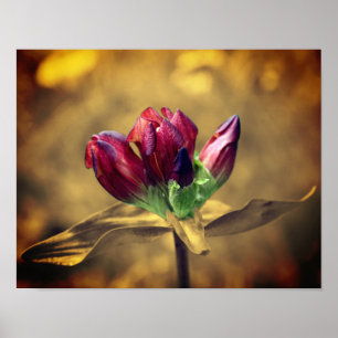 Red Gentian Flower Sepia Partial Color Poster