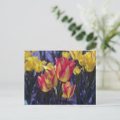 Red Georgette Tulip (Tulipa Multoflora) bloemen Briefkaart (Staand voorkant)