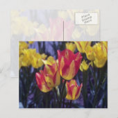 Red Georgette Tulip (Tulipa Multoflora) bloemen Briefkaart (Voorkant / Achterkant)