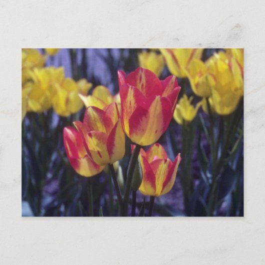 Red Georgette Tulip (Tulipa Multoflora) bloemen Briefkaart (Voorkant)