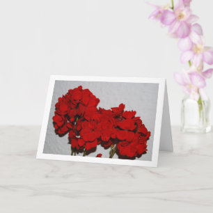 Red Geranium Flowers, Floral Portrait Kaart