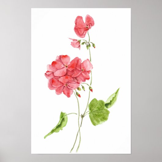 red geranium watercolour flowers poster (Voorkant)