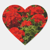 Red Geraniums Stickers (Voorkant)
