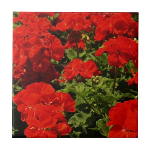Red Geraniums Tile Tegeltje (Voorkant)