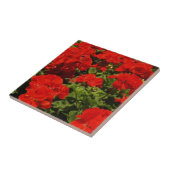 Red Geraniums Tile Tegeltje (Zijkant)
