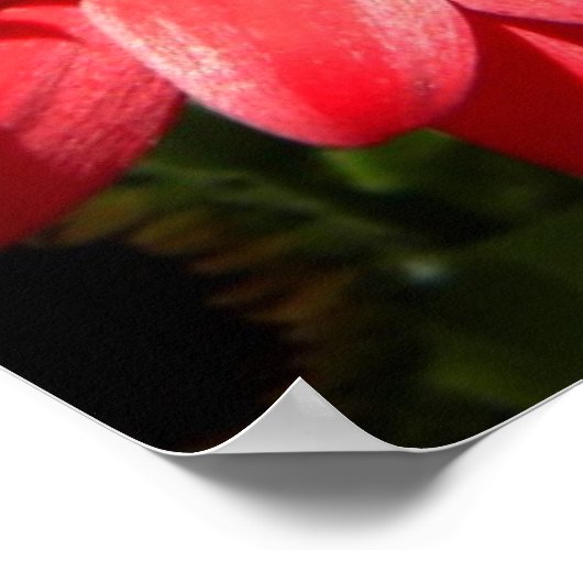 Red Gerber Daisies 2012 5a Poster (Hoek)