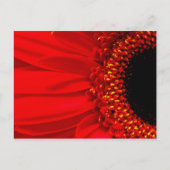 Red Gerber Daisy Briefkaart (Voorkant)