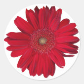 Red Gerber Daisy close-up foto Ronde Sticker (Voorkant)