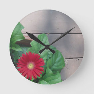 Red Gerber Daisy flower Ronde Klok