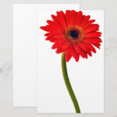 Red Gerber Daisy Flowers Floral Daisies Flower Briefpapier (Voorkant / Achterkant)
