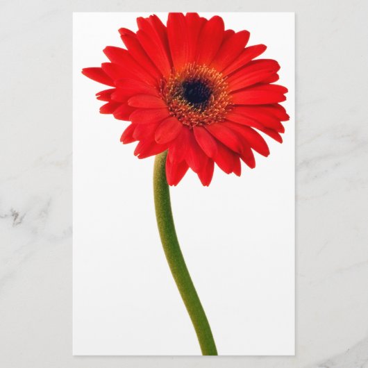Red Gerber Daisy Flowers Floral Daisies Flower Briefpapier (Voorkant)