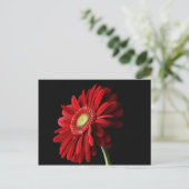 Red Gerber Daisy Postcard Briefkaart (Staand voorkant)