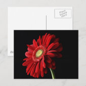 Red Gerber Daisy Postcard Briefkaart (Voorkant / Achterkant)