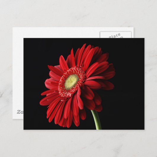 Red Gerber Daisy Postcard Briefkaart (Voorkant / Achterkant)