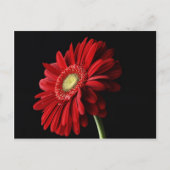 Red Gerber Daisy Postcard Briefkaart (Voorkant)