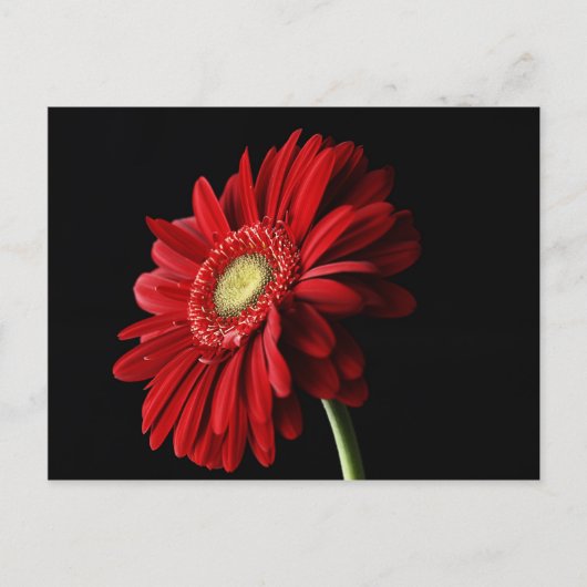 Red Gerber Daisy Postcard Briefkaart (Voorkant)