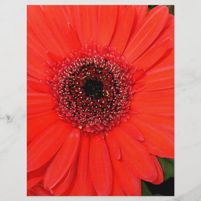 Red Gerbera (Voorkant)