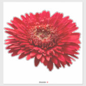 Red Gerbera Daisies close-up fotografie Sticker (Vel)