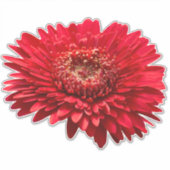 Red Gerbera Daisies close-up fotografie Sticker (Voorkant)