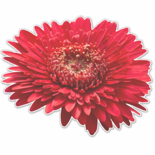 Red Gerbera Daisies close-up fotografie Sticker (Voorkant)