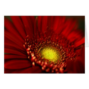 Red Gerbera Daisy
