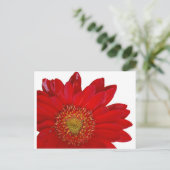Red Gerbera Daisy Briefkaart (Staand voorkant)
