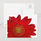 Red Gerbera Daisy Briefkaart (Voorkant / Achterkant)