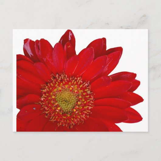 Red Gerbera Daisy Briefkaart (Voorkant)